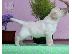 PoulaTo: Cane Corso καθαροαιμα κουταβακια 6988190151 ΑΘΗΝΑ/ΘΕΣΣΑΛΟΝΙΚΗ...
